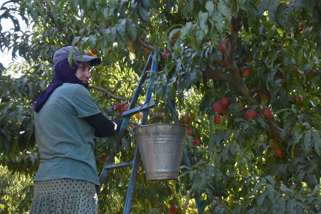 Şeftali üreticisi paraya para demedi! Ruslar çok sevdi milyonlar aktı 3